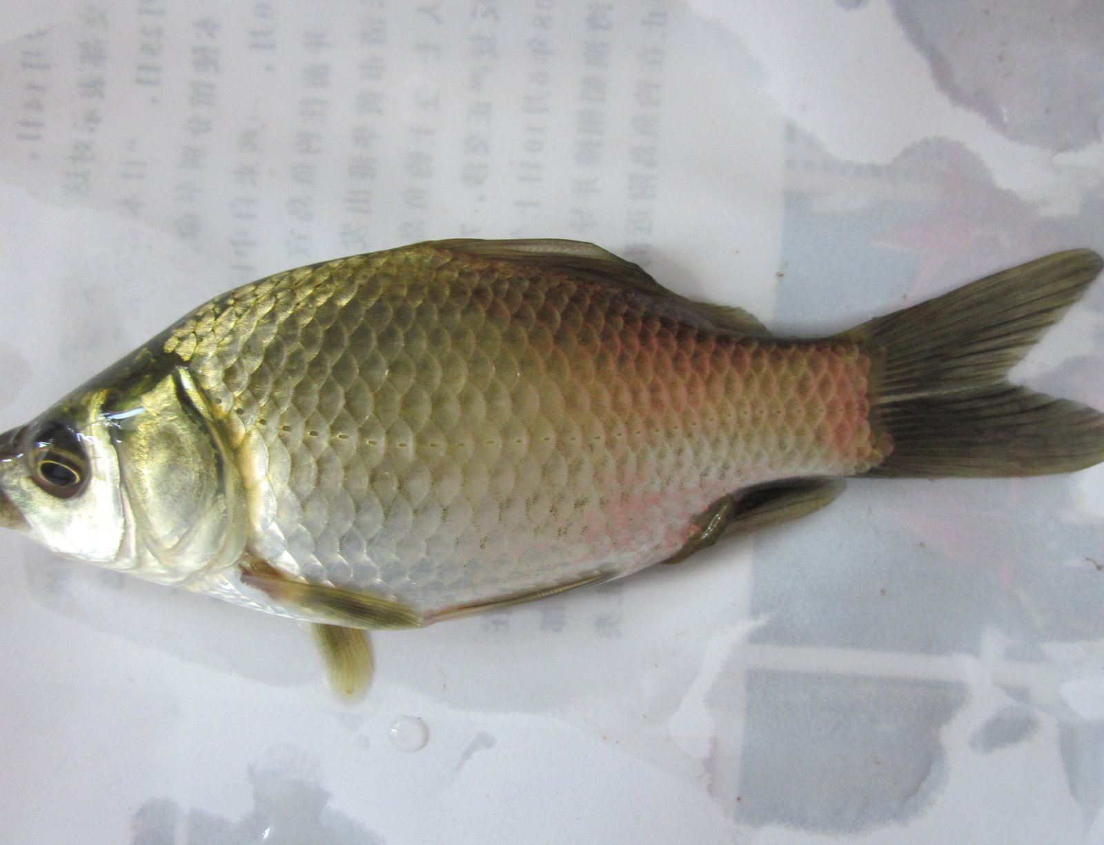 湖南池塘钓上来的鲫,摊在纸上。